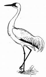 Coloring Crane Bird Pages Printable Drawing Drawings Kids Animal sketch template