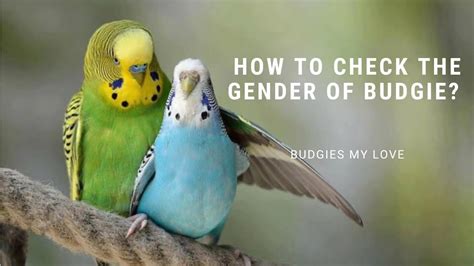 how to identify budgies gender what is the sex of my