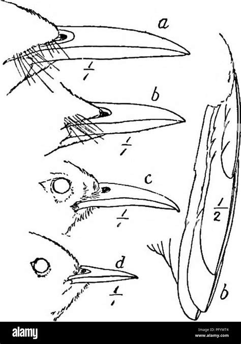 Manual De Las Aves De Norteamérica Oriental Con Las Claves Para Las