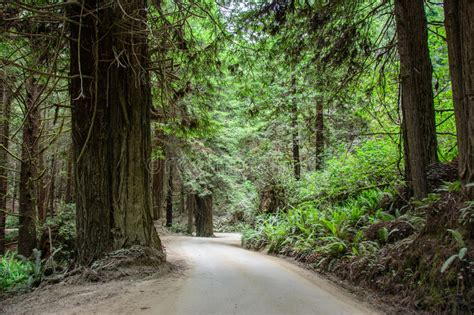 Road In The Forest Redwood National Park California Usa