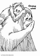 Orangutan Coloring Pages Popular Printable Edupics Coloringhome Large sketch template