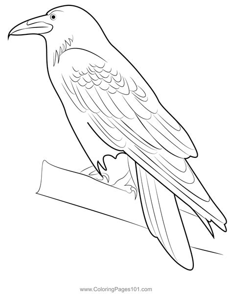 raven  coloring page  kids  crows printable coloring pages