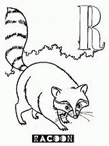 Coloring Raccoon Library sketch template