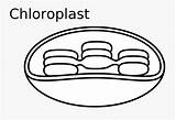 Chloroplast Unlabeled Mitochondria Clipartkey sketch template