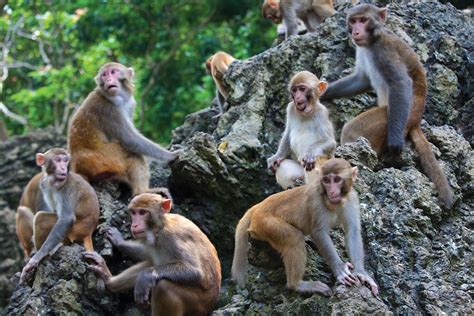 female rhesus macaques   strict hierarchy   subordinates