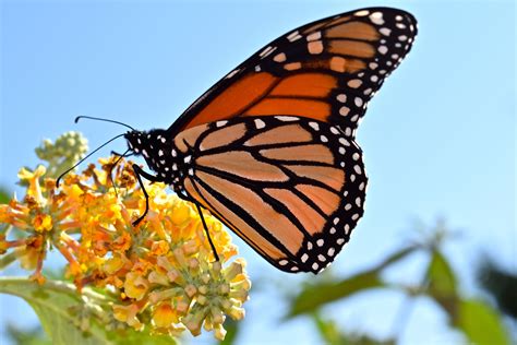 monarch butterfly conserve wildlife foundation of new jersey