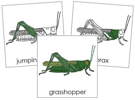 parts   grasshopper nomenclature  part cards montessori etsy uk