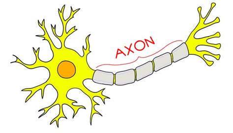 axon definition neuroscientifically challenged