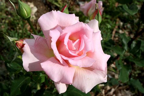 pink rose  full bloom picture  photograph  public domain