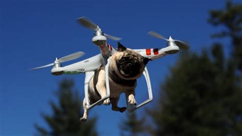 drones  camera  funny animal memes funny pictures funny animal pictures