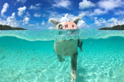 swimming pigs tours  plane  exuma bahamas  nassau  miami