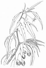 Poison Solanum Aviculare Plants Poisonous Plant Gov Au sketch template