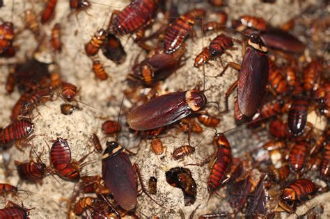 in a cockroach genome ‘little mighty secrets the new york times