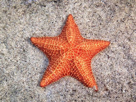surprising facts  starfish
