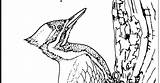 Pileated Woodpecker sketch template