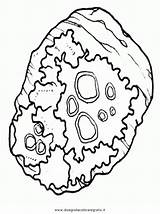 Disegno Muschi Lichene Colorare sketch template