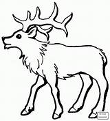 Elk Coloring Pages Printable Bull Young Color Deer Supercoloring Kids Simple Drawing Animals Print Choose Board Animal Loading Library Moose sketch template