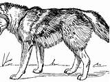 Wolf Coloring Pages Detailed Printable Adult Getcolorings Realistic Print sketch template