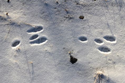 animal tracks identification  snow
