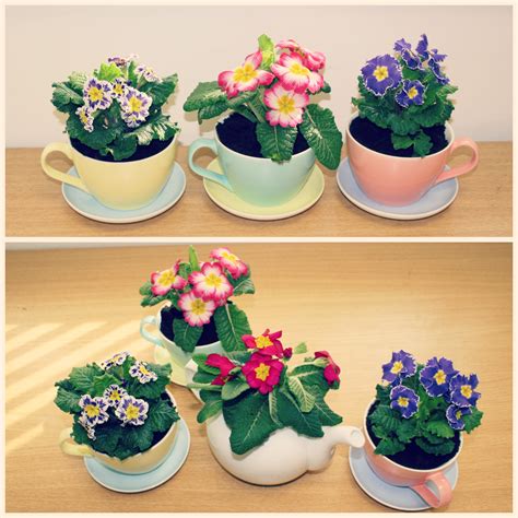 teacup  teapot planters  hip horticulturist