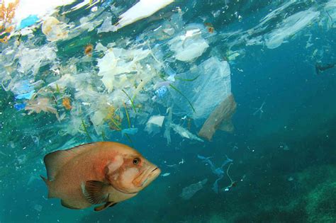 ocean plastic awareness bulletin cousteau
