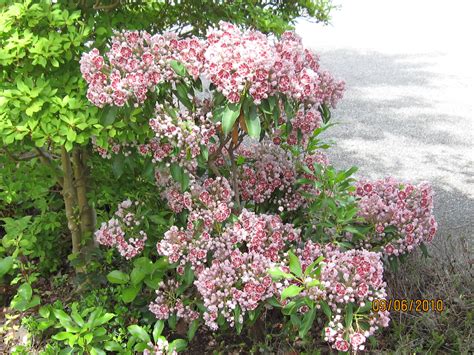 kalmia latifolia pinwheel