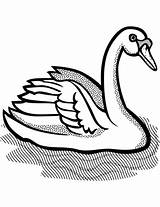 Coloring Swan Mute Categories sketch template