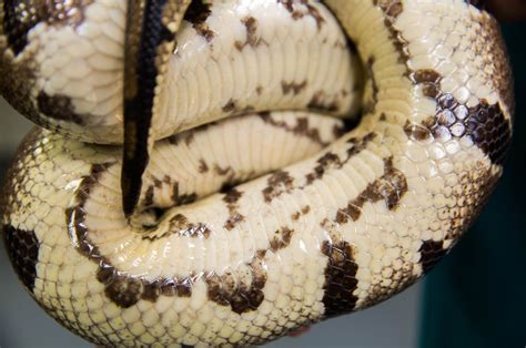 snakes teach   engineering friction  drexel university