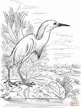 Lake Egret Pages Coloring Snowy Printable Drawing Color Animals Heron Choose Board Templates Dibujos Egrets Getdrawings Pantano Template Drawings Como sketch template