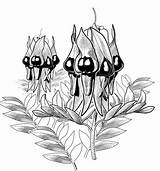 Pea Desert Sturt Australian Coloring Clipart Flowers Wildflowers Drawing Native Flower Line Drawings Lumsden Illustrated Glenn Botanical Plants Sturts Designlooter sketch template