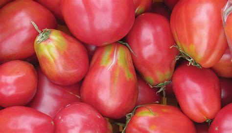 Juicy Tomatoes Mitre 10™