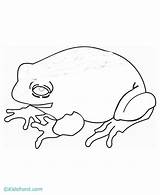 Toad Coloring Pages Belly Fire Frog Easy Library Clipart Cane Drawing Comments sketch template