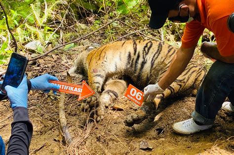 endangered sumatran tigers  dead  indonesia world news