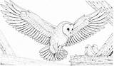 Flying Snowy Owls Bestappsforkids Migrate 6k sketch template
