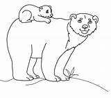 Orsi Disegni Colorear Orso Polare Bears Coloring Ursos Kolorowanki Ours Osos Bambini Niedzwiedzie Cartonionline Stampae sketch template