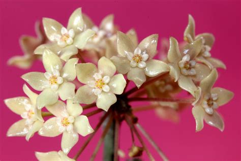 hoya sp rangsan   indonesia vermont hoyas