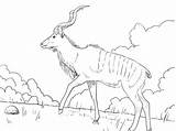 Kudu sketch template