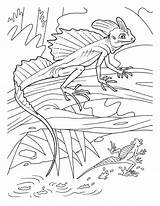 Coloring Lizard Basilisk Creepers Crawly Reptiles sketch template