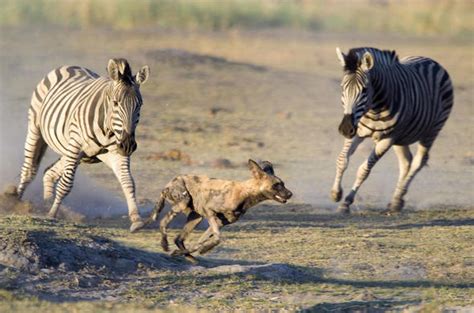 botswana safari zebra botswana wildlife guide