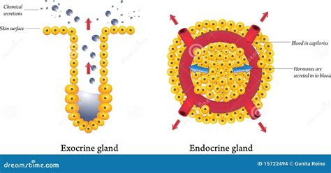 exocrine en endocriene klieren vector illustratie illustratie
