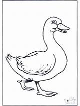 Goose Baby Coloring Gans Animals Tekening Dessin Pages Colorier Funnycoloring Google Library Clipart Kids Advertisement Canard Animales Birds Popular Nl sketch template