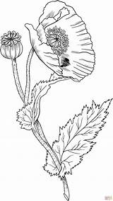 Poppy Flower Opium Coloring Supercoloring Pages Poppies Drawings Colouring Drawing Line Printable Color Flowers Draw Patterns Activities Embroidery Coloriage Gif sketch template