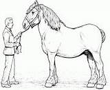 Horse Coloring Pages Clydesdale Print sketch template