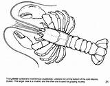 Coloring Pages Lobster Sea Maine Animal Colouring Parent Teacher Resources Drawing Printable Gov sketch template