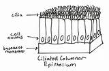 Epithelium Ciliated Columnar Epithelial Histology Quizlet Elongated Nuclei sketch template