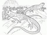Bearded Lizard Dragons Lizards Repteis Coloringbay Bestcoloringpagesforkids sketch template