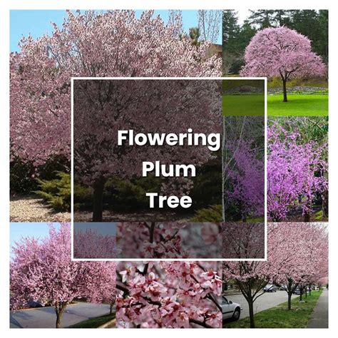 grow flowering plum tree plant care tips norwichgardener