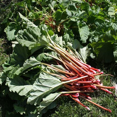 grow rhubarb  garden  eaden