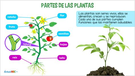 las plantas Árbol abc