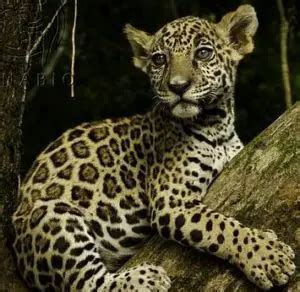 jaguar gods   maya mexico unexplained
